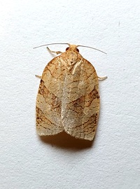Choristoneura parallela