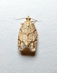 Argyrotaenia quercifoliana