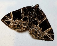Gandaritis atricolorata