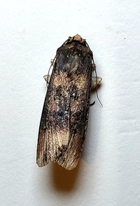 Agrotis ipsilon