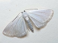 Lomographa vestaliata