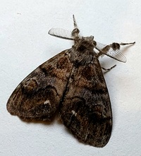 Orgyia definita