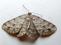 Ectropis crepuscularia