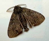 Dasychira tephra