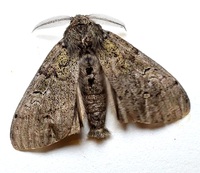 Dasychira tephra