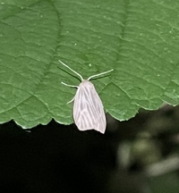 Crambidia pallida