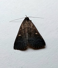 Tetanolita mynesalis