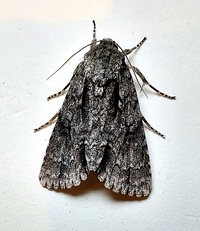 Acronicta lobeliae