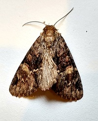 Phosphila turbulenta