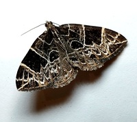 Gandaritis atricolorata