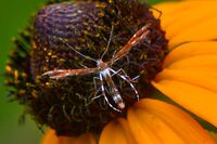 Geina tenuidactylus