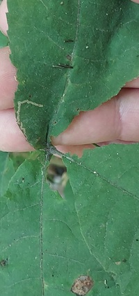 Stigmella caryaefoliella