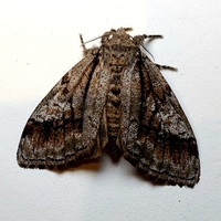 Dasychira obliquata