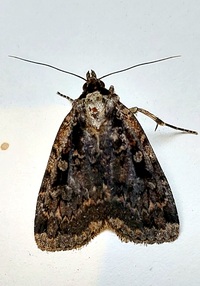 Eueretagrotis sigmoides