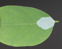 Macrosaccus robiniella