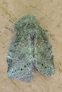 Cecrita guttivitta