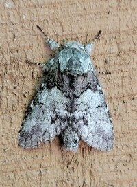 Macrurocampa marthesia