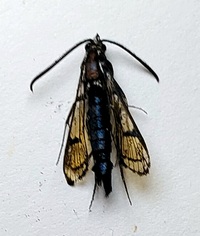 Synanthedon exitiosa