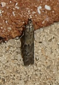 Ephestiodes infimella