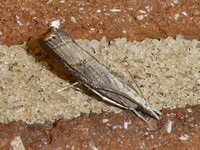 Parapediasia teterrellus