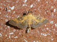 Diacme elealis