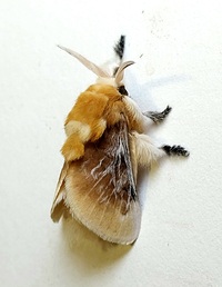 Megalopyge opercularis