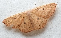 Cyclophora packardi