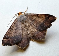Macaria transitaria