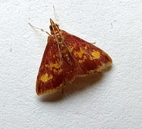 Pyrausta acrionalis