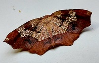 Probole amicaria
