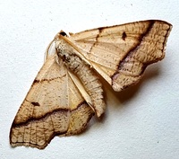Plagodis alcoolaria