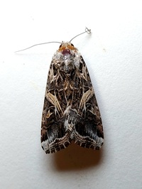 Spodoptera ornithogalli