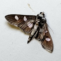 Desmia funeralis