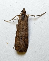 Nomophila nearctica