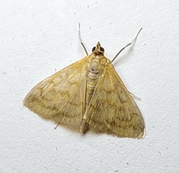 Hahncappsia marculenta