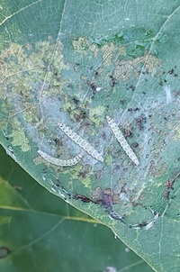 Fascista cercerisella