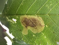 Cameraria ulmella