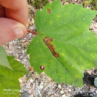 Cameraria saccharella