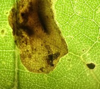 Cameraria saccharella