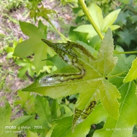Phyllocnistis liquidambarisella