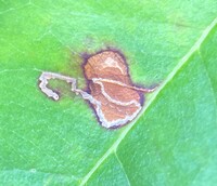 Bucculatrix pomifoliella