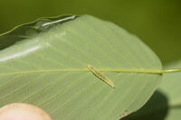 Ancylis unidentified species