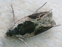 Ancylis unidentified species