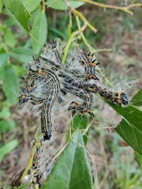 Datana drexelii
