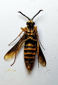 Paranthrene simulans
