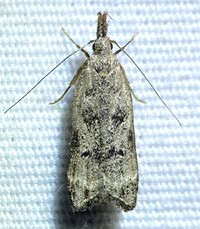 Dichomeris kimballi
