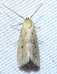 Hypenodes fractilinea