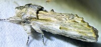 Ianassa lignicolor