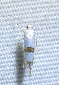 Argyresthia oreasella