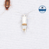 Argyresthia oreasella